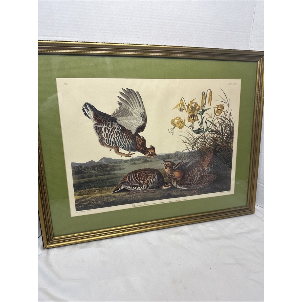 Vintage John James Audubon "Pinnated Grouse" Bird Art Print Ornate Frame Mat